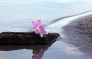purple petaled flower on rock seashore at day time