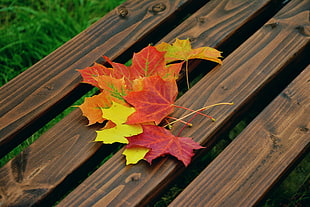 Maple leaves on brown wooden bench at daytime