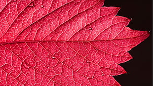 red leaf, leaves, water drops, plants