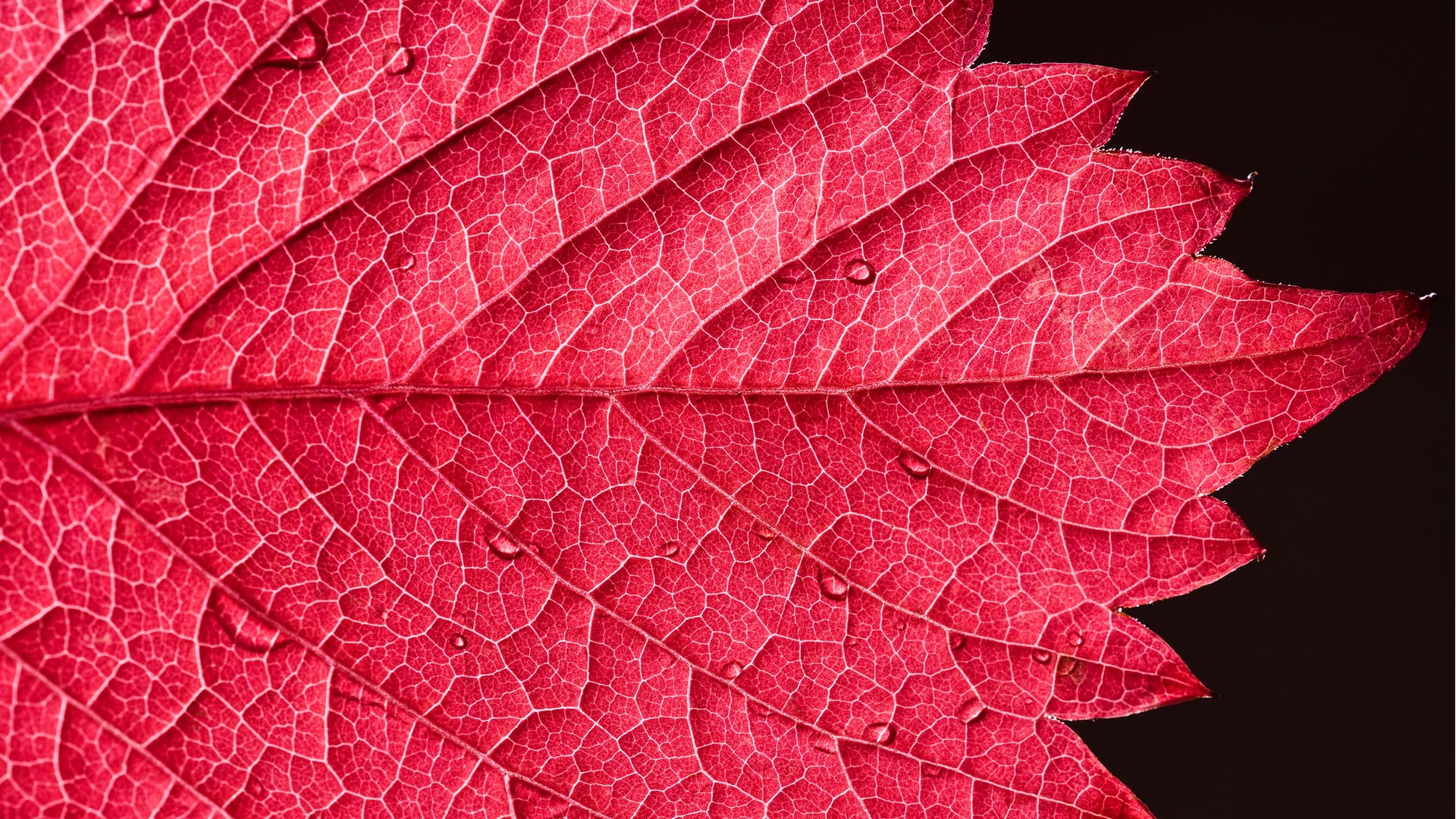 Red Leaf Leaves Water Drops Plants Hd Wallpaper Wallpaper Flare