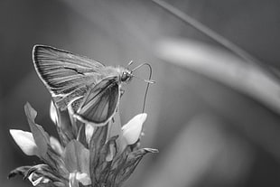 grayscale photography of Moth on flower HD wallpaper