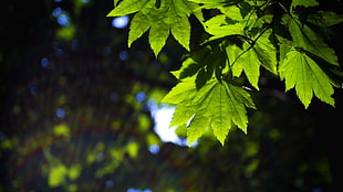 green leafed plant, nature, leaves, forest