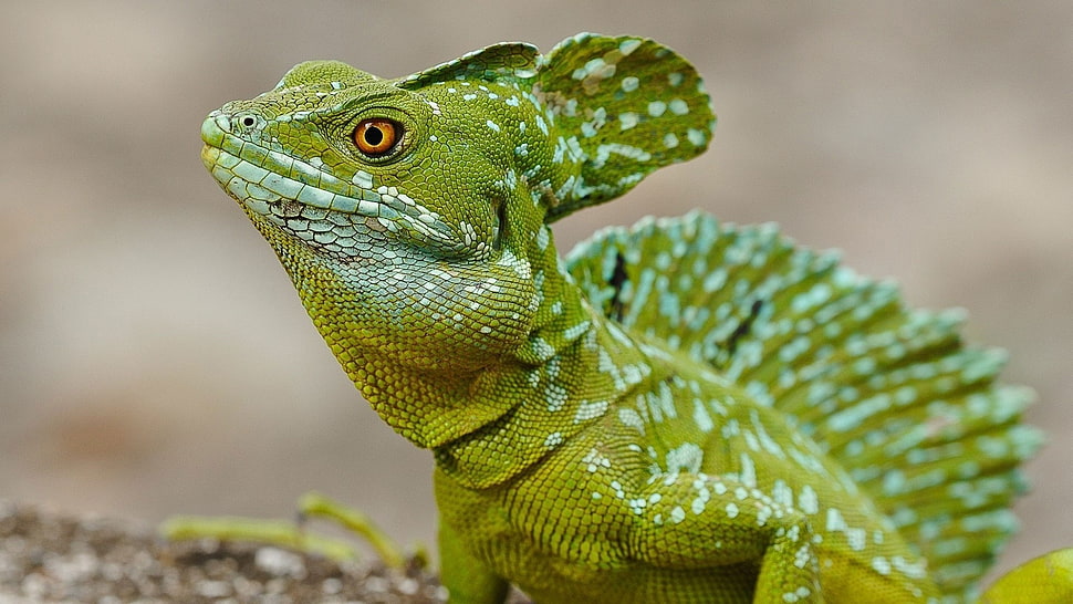 green Chameleon HD wallpaper