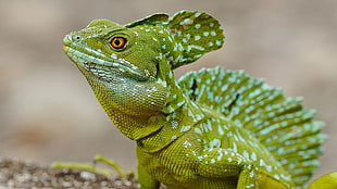 green Chameleon HD wallpaper