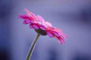pink daisy flower on selective focus photography