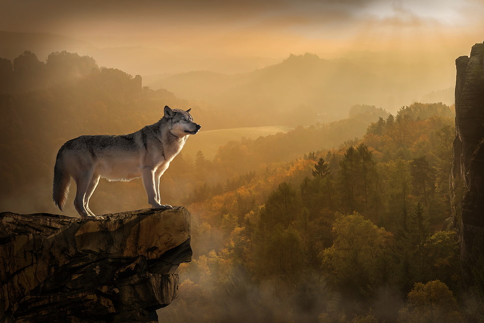 brown and black wolf HD wallpaper