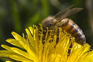 Bee in yellow flower, honey bee