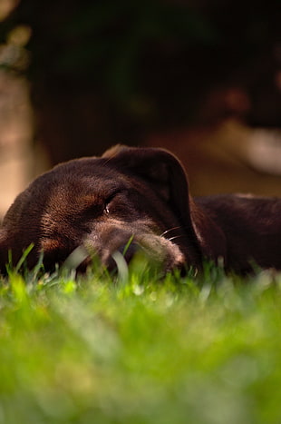short-coated dark-brown dog, dog, animals, puppies