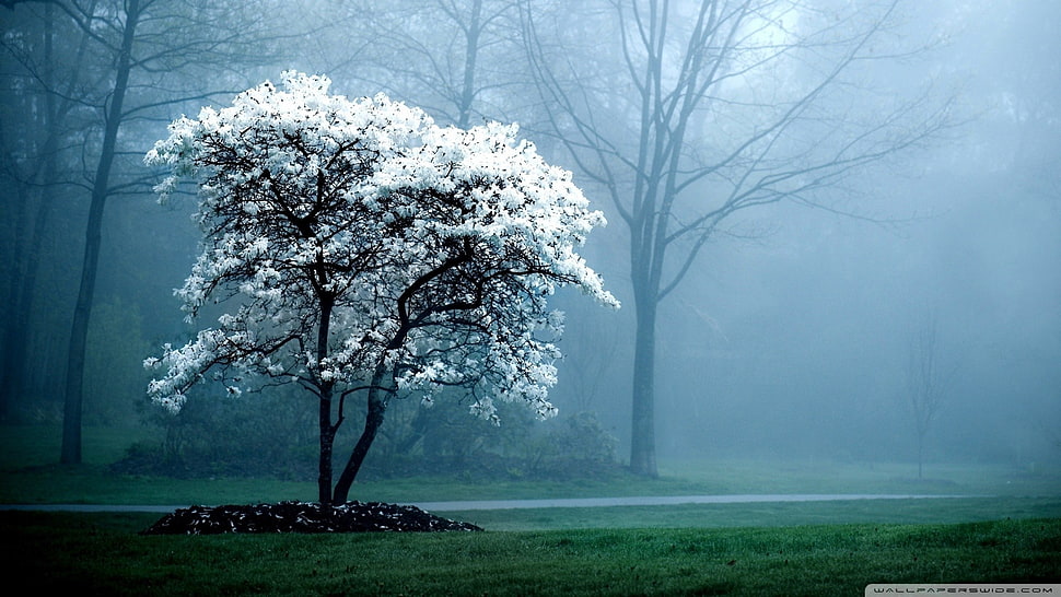 white petaled flowers, mist, trees, forest, grass HD wallpaper