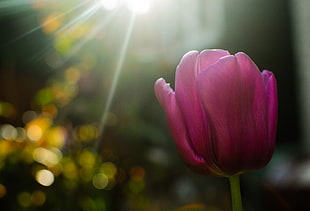 close up photo of a purple tulip flower during daytime