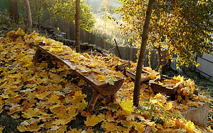 maple leaves, leaves, fall HD wallpaper
