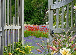 gray wooden fence surrounded by flower