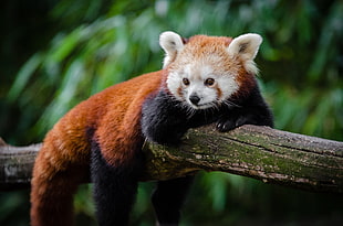 selective focus red panda animal on tree HD wallpaper