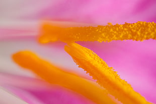 pink and yellow flower closeup photo