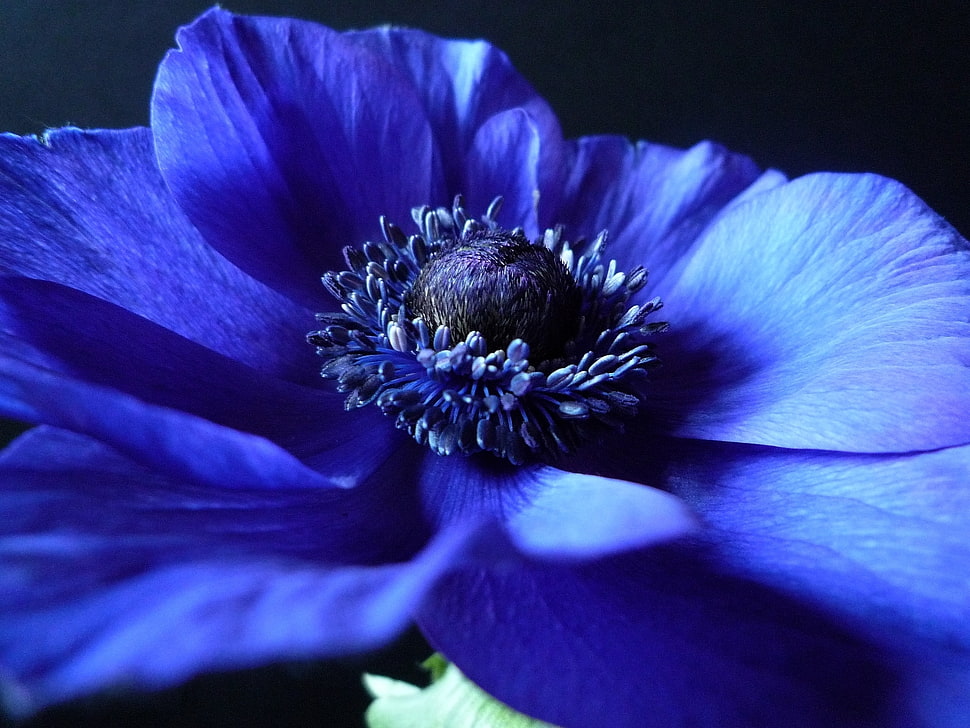 blue Anemone Poppy macro photography HD wallpaper