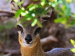 closeup photography of brown deer during datrie