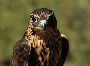 close-up photography of brown bird HD wallpaper