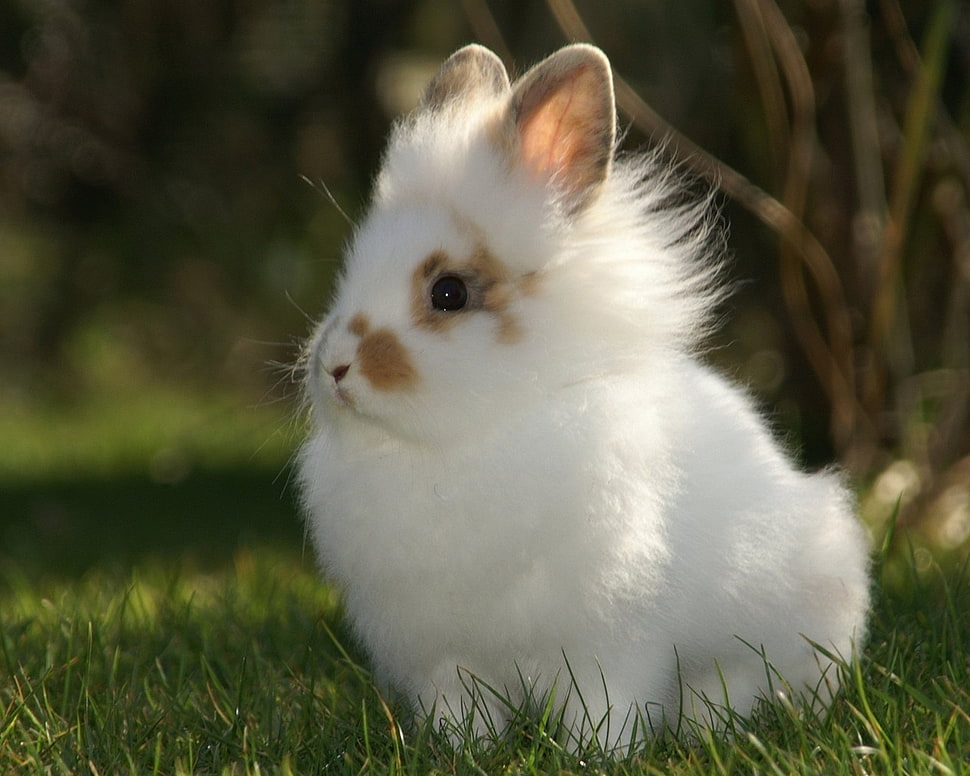 selective focus photography of rabbit HD wallpaper