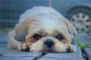 selective focus photography of lying adult cream and white Shih-Tzu
