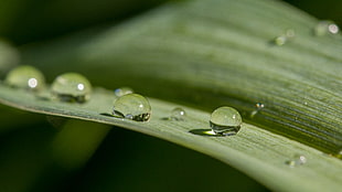 micro photography of dew, coucou