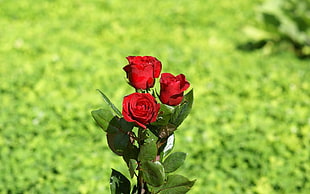 close-up photo of red Rose flower