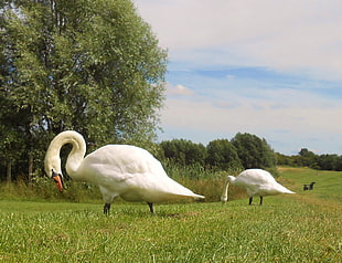 two white swans on lawn under white and blue sky