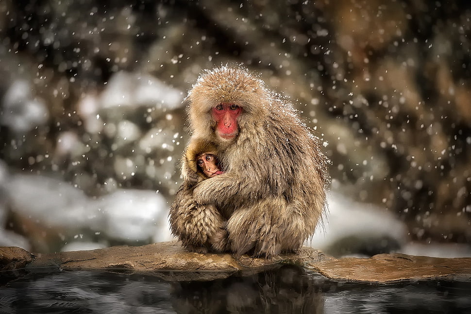 grey primate, monkey, snow, macaques, baby animals HD wallpaper