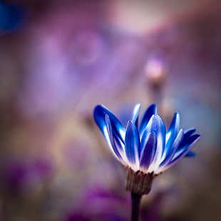 selective focus photo of blue petaled flower HD wallpaper