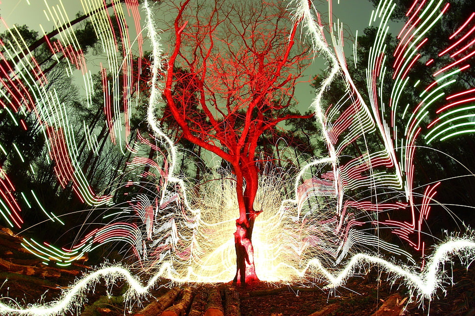 red and white flower decor, digital art, shapes, trees HD wallpaper
