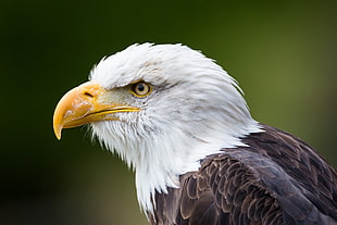 shallow focus photography of eagle