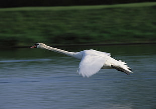 Mute Swan flying during daytime HD wallpaper
