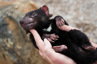 person carrying a small black and white animal