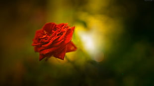 red rose flower digital wallpaper