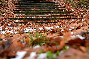 selective focus photography of autumn leaves on ground