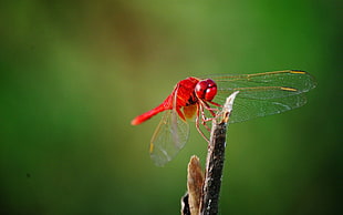 red dragonfly perching on stem closeup photography