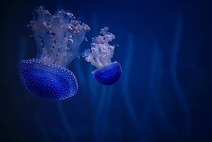 underwater photography of two blue jellyfish