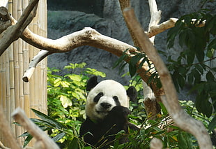 wildlife photography of panda eating bamboo stick