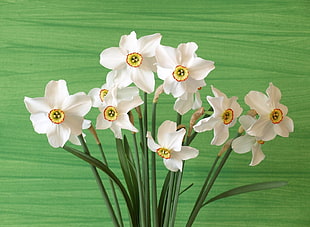 white petaled flower near green painted wall