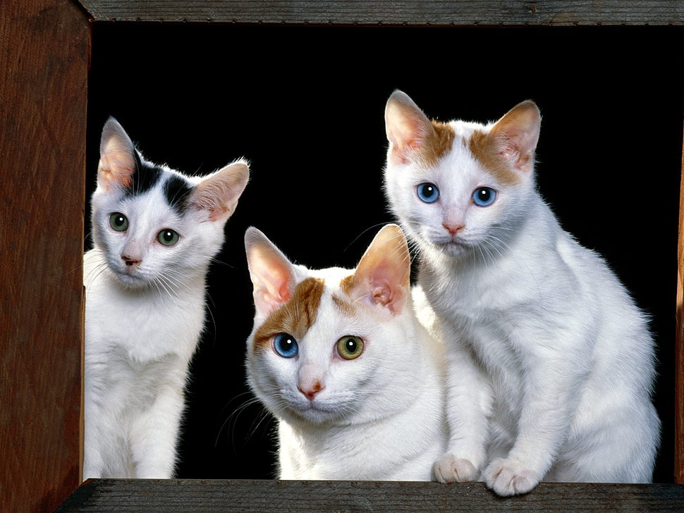 three white cats HD wallpaper
