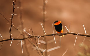 focus photography of black and orange bird