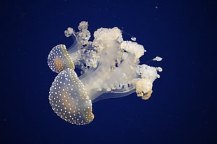 two white jelly fishes