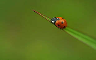selective focus of red and black ladybug on green leaf blade