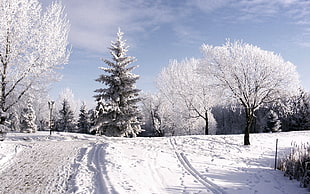 trees and road covered with snow during daytime