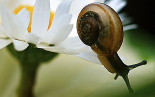macro photography of snail sticking on white flower