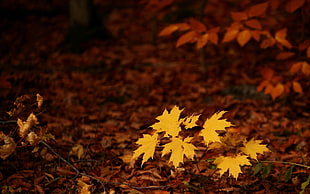 brown maple leafs HD wallpaper