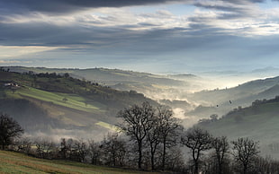 green trees, nature, landscape, clouds, trees