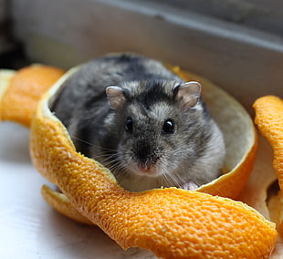 grey hamster, dwarf hamster HD wallpaper