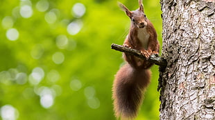 brown squirrel perch on tree branch HD wallpaper