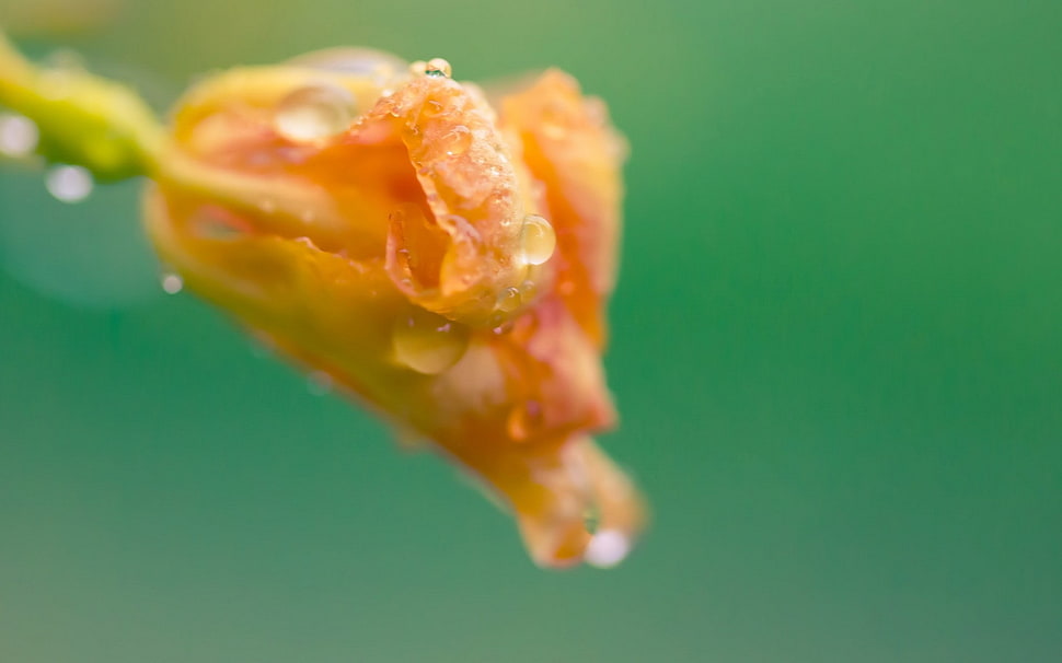 orange petaled flower bud macro photo HD wallpaper