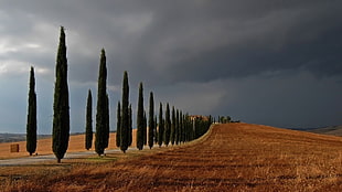 green trees, trees